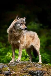Wolf standing