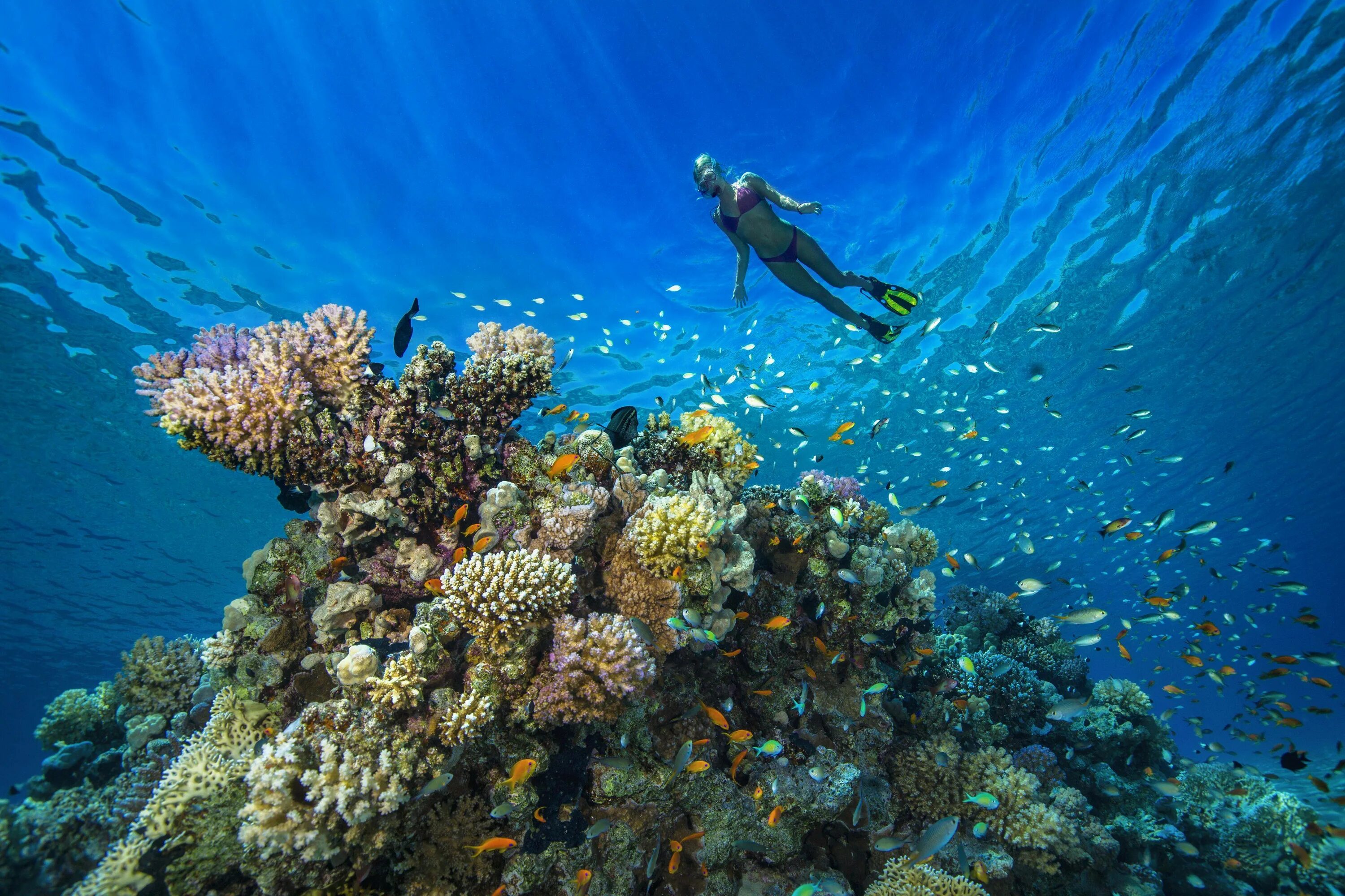 Лучший коралловый риф. Риф Шарм-Эль-Шейх. Подводный риф Шарм-Эль-Шейх. Красное море Шарм-Эль-Шейх. Египет риф снорклинг.