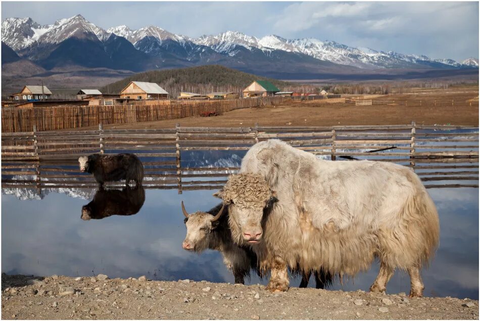 биосферный заповедник убсунурская котловина тыва. алаг шулун окинский район. зарамагское водохранилище северная осетия. флаг италии. алаг.