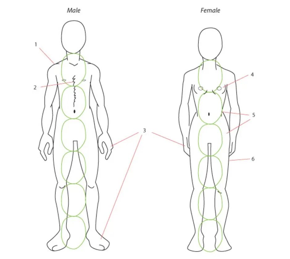 Тело скопировать. Тело человека рисунок. Анатомия человека для рисования. Пропорции мужчины для рисования. Схема человека рисунок.