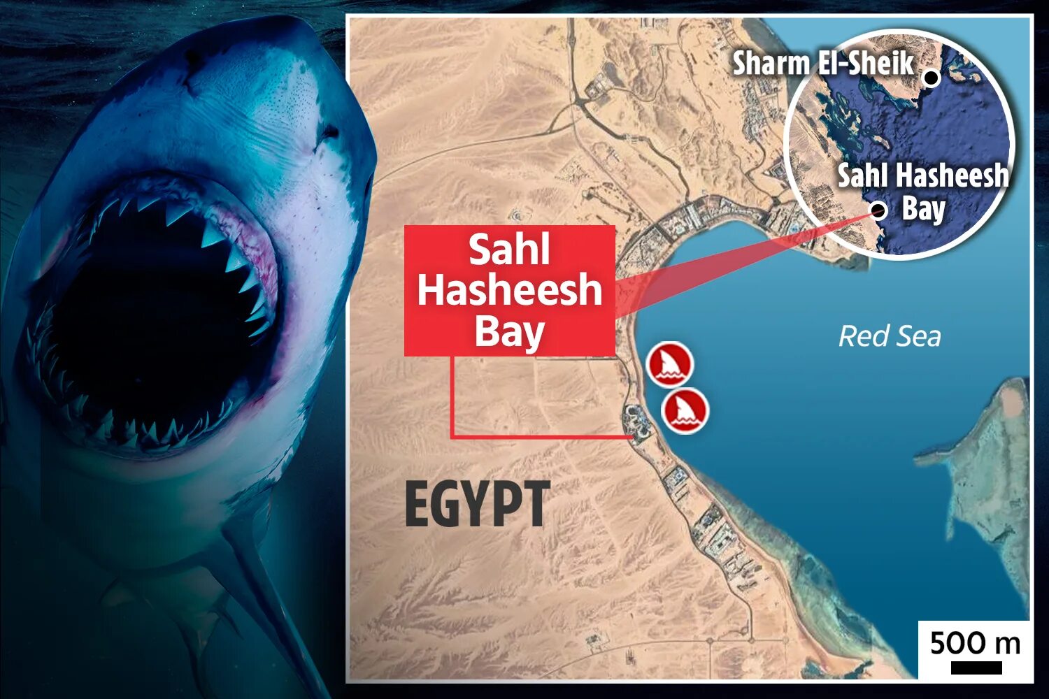 Нападение акул в Шарм Эль Шейхе. Акулы в Египте Шарм-Эль-Шейх.