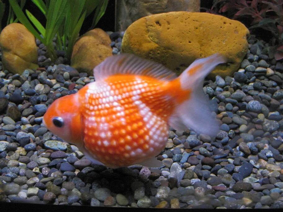 Жемчужинка рыбка аквариумная. Золотая рыбка Жемчужинка. Вуалехвост Жемчужинка. Золотая рыбка аквариумная Жемчужинка.