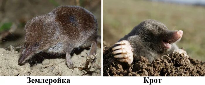 Крот мышь. Землеройка слепыш. крот землеройка.