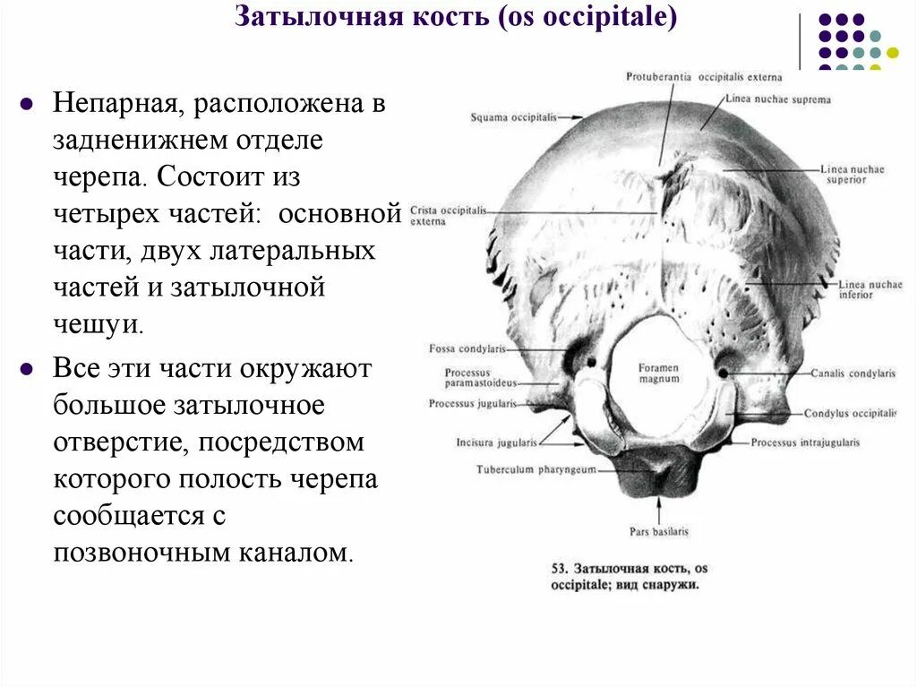 Кости черепа затылок. Внутрияремный отросток затылочной кости. Основная (базилярная) часть затылочной кости. Linea nuchae Superior затылочной кости. Строение затылочной кости черепа человека анатомия.