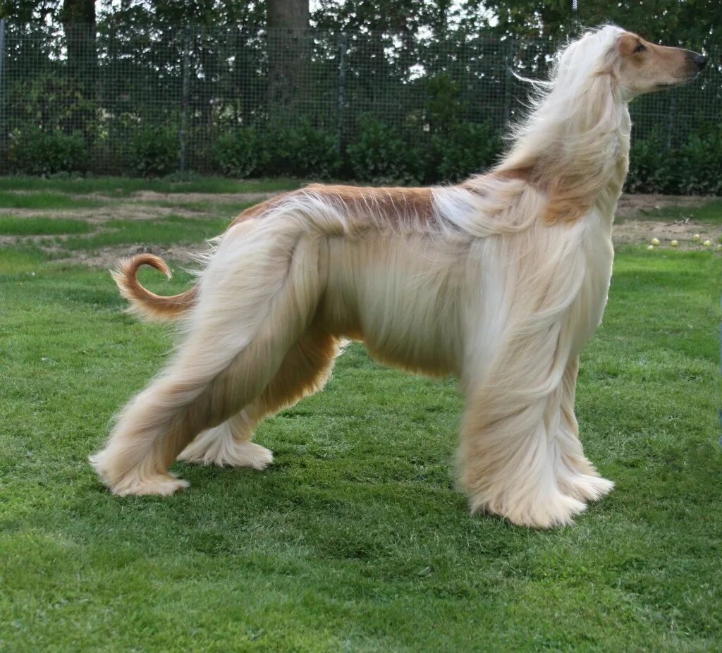 Афганская борзая овчарка. Афганская борзая / Afghan Hound. Афганская борзая грумминг. Афганская борзая длинношерстная. Как называется длинная порода собак