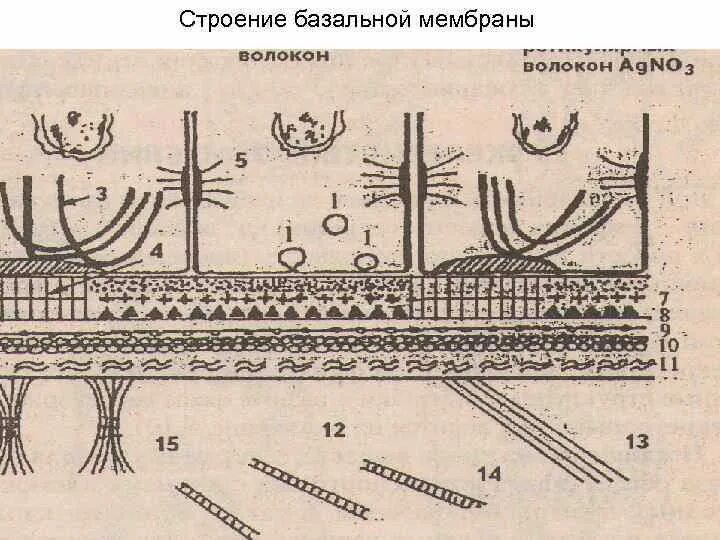 Lamina densa базальной мембраны. Схема ультраскопического строения базальной мембраны. Базальная мембрана схема микроскопического строения. Строение базальной мембраны клубочка. Базальная мембрана функции