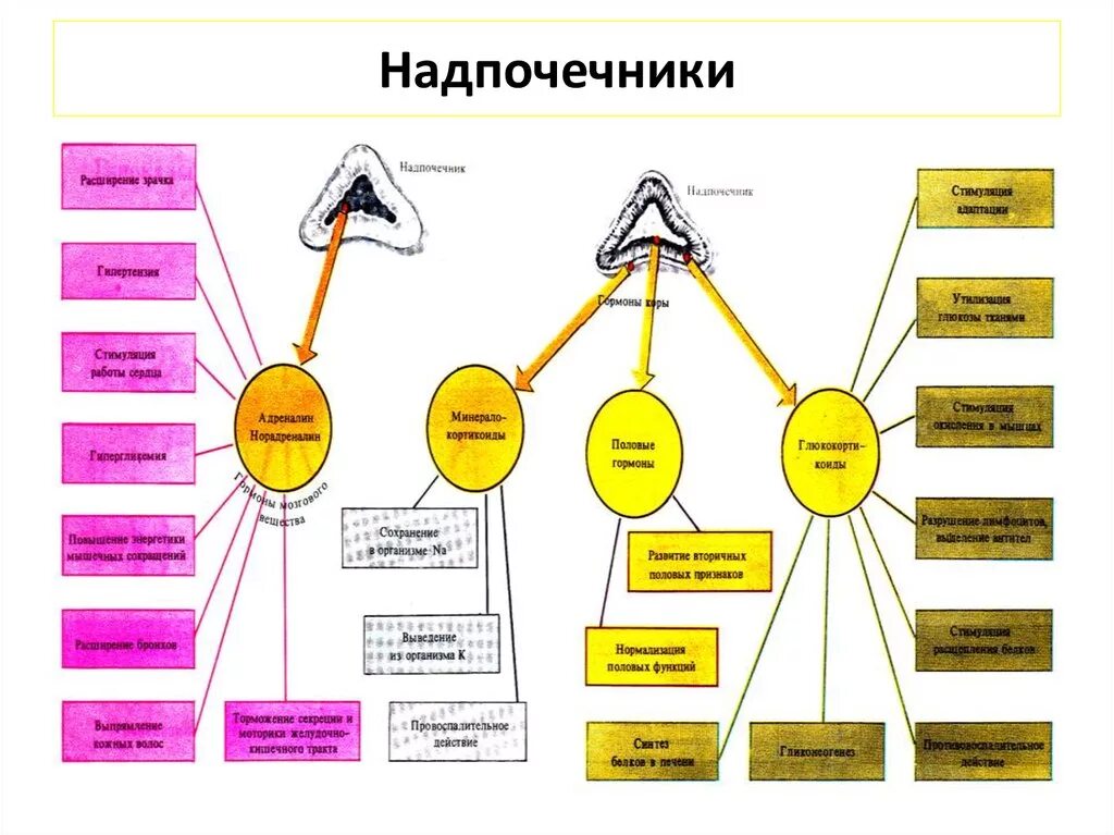 Выберите функции гормонов. Гормоны надпочечников и их функции. надпочечники гормоны гиперфункция и гипофункция. гормоны надпочечников таблица. надпочечники гиперфункция и гипофункция таблица.