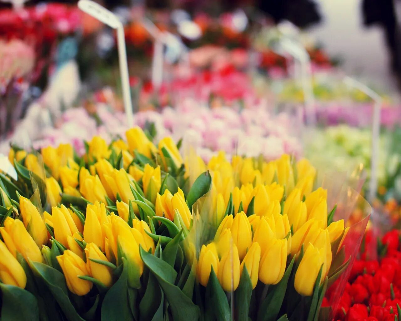 Цветы тюльпаны. Тюльпаны в цветочном магазине. Расцветки тюльпанов. Охапка тюльпанов.