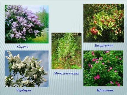 Боярышник ярус