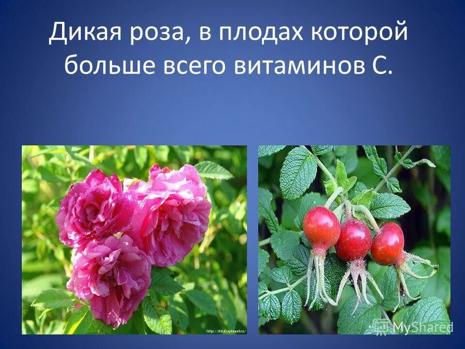паспорт растения 2 класс окружающий мир плоды шиповника. характеристика шиповника. стихи про лекарственные растения. загадка про шиповник. колючий шиповник краткое прилагательное.