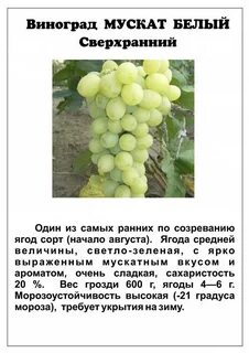 Сверхранний виноград описание сорта фото