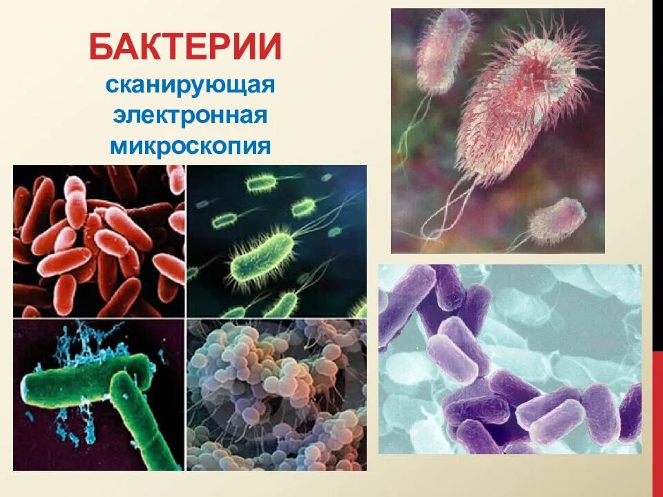 Бактерии известные виды. Систематика микробов микробиология. Бактерии классификация бактерий. Морфология и классификация микробов. Бактерии микробиология.
