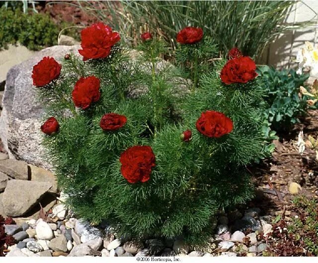 Pin on Hardy Tropical Plants and look alikes (zone 6)