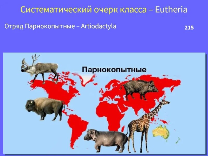 Распространение млекопитающих. Отряд парнокопытные среда обитания. распространение парнокопытных на карте. ареал обитания парнокопытных. отряды млекопитающих парнокопытные.