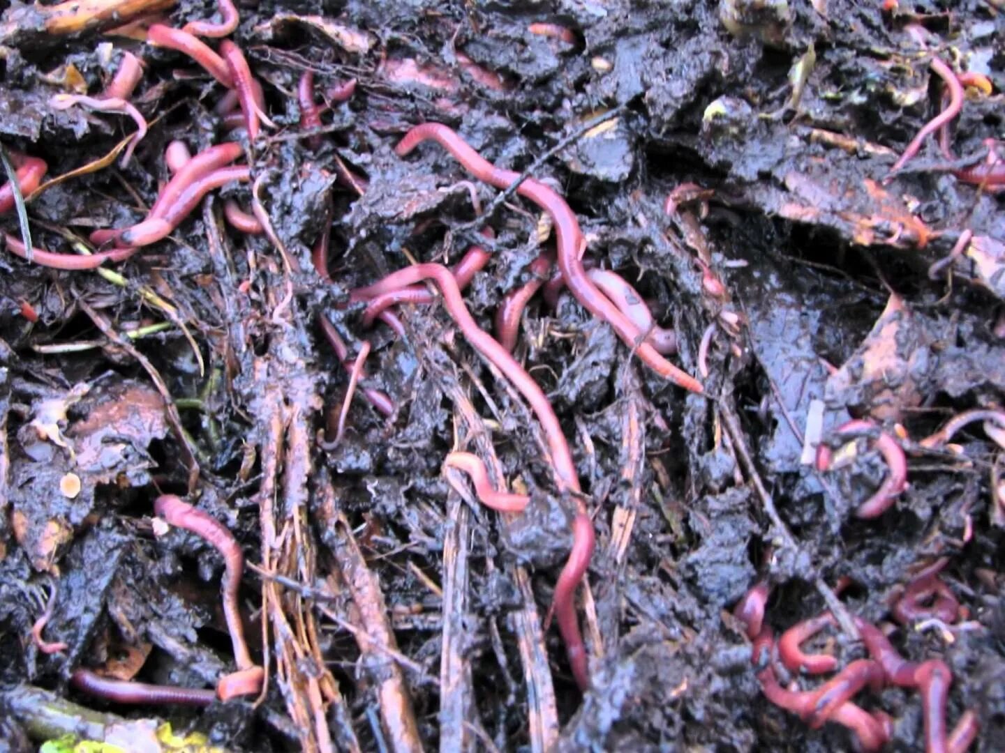 Много червей среди которых. Красные червяки в компосте.
