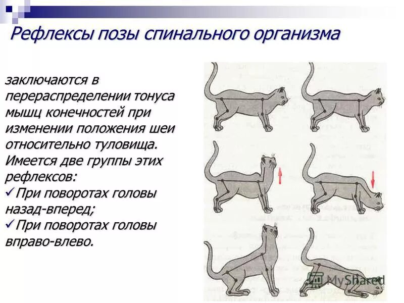 Рефлексы котов. Рефлексы поддержания позы. Рефлексы животных. Рефлекс у животного. Рефлексы кошек.