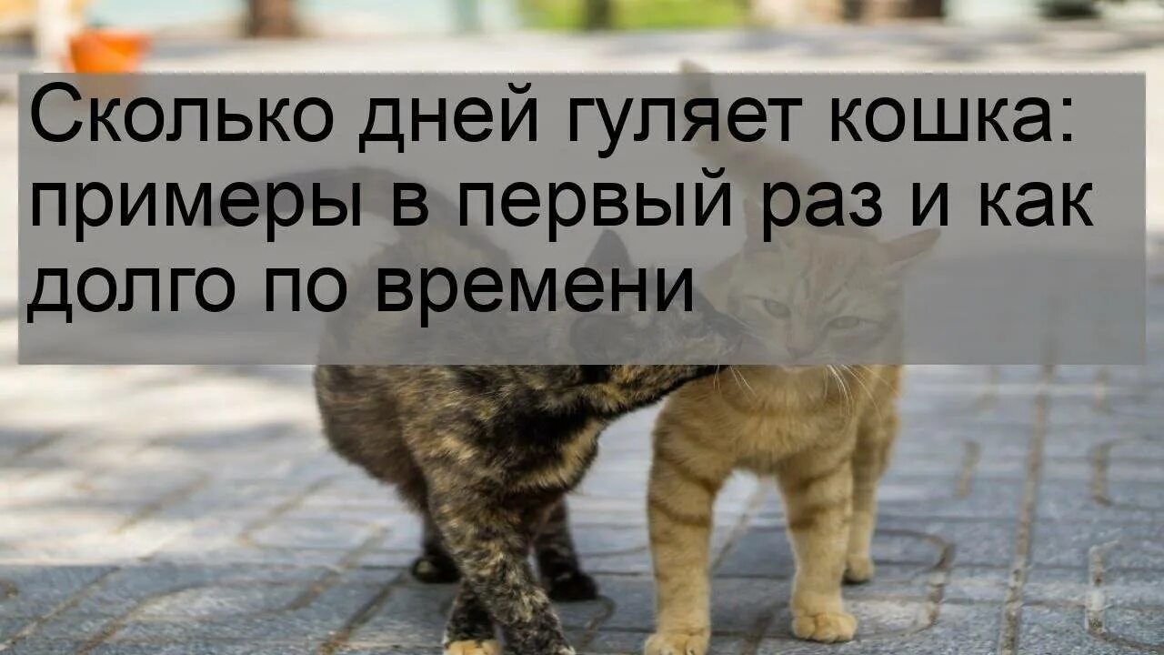 Подольше погуляешь. Сколько дней гуляет кошка. Кошка загуляла.