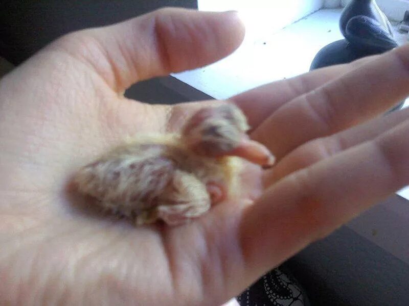 Новорождённые птенцы голубя. Новорожденный птенец горлицы. Маленькие голуби. Маленький голубь птенец.
