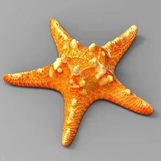3d морской