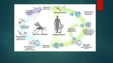 Морфология жизненный цикл