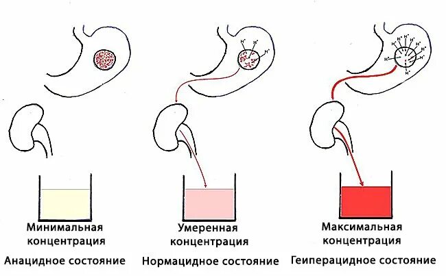 Нормальный PH желудочного сока. Как определить РН желудочного сока. PH соляной кислоты желудочного сока. Нормальная кислотность желудка PH. Кислотность желудка по крови определить