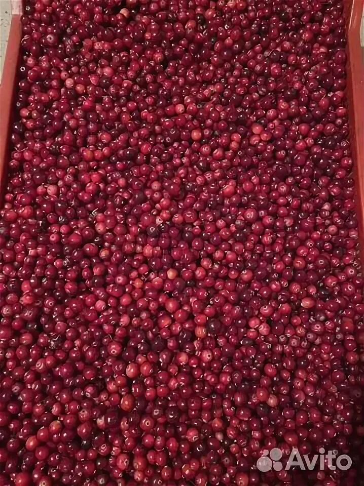 Северная клюква. Клюква фото. Клюква крупноплодная франклин. Брусника. Клюква крупноплодная рубиновая россыпь 30шт/гавриш.