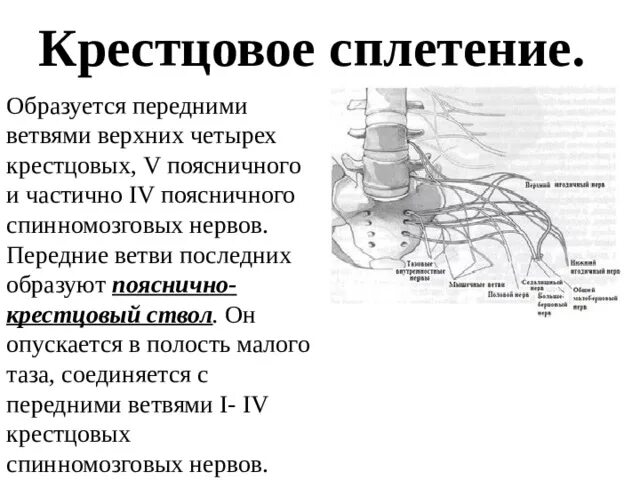 Спинномозговые нервы крестцовое сплетение. Пояснично-крестцовое нервное сплетение образовано. Крестцовое сплетение анатомия образовано. Крестцовое сплетение таблица иннервации.