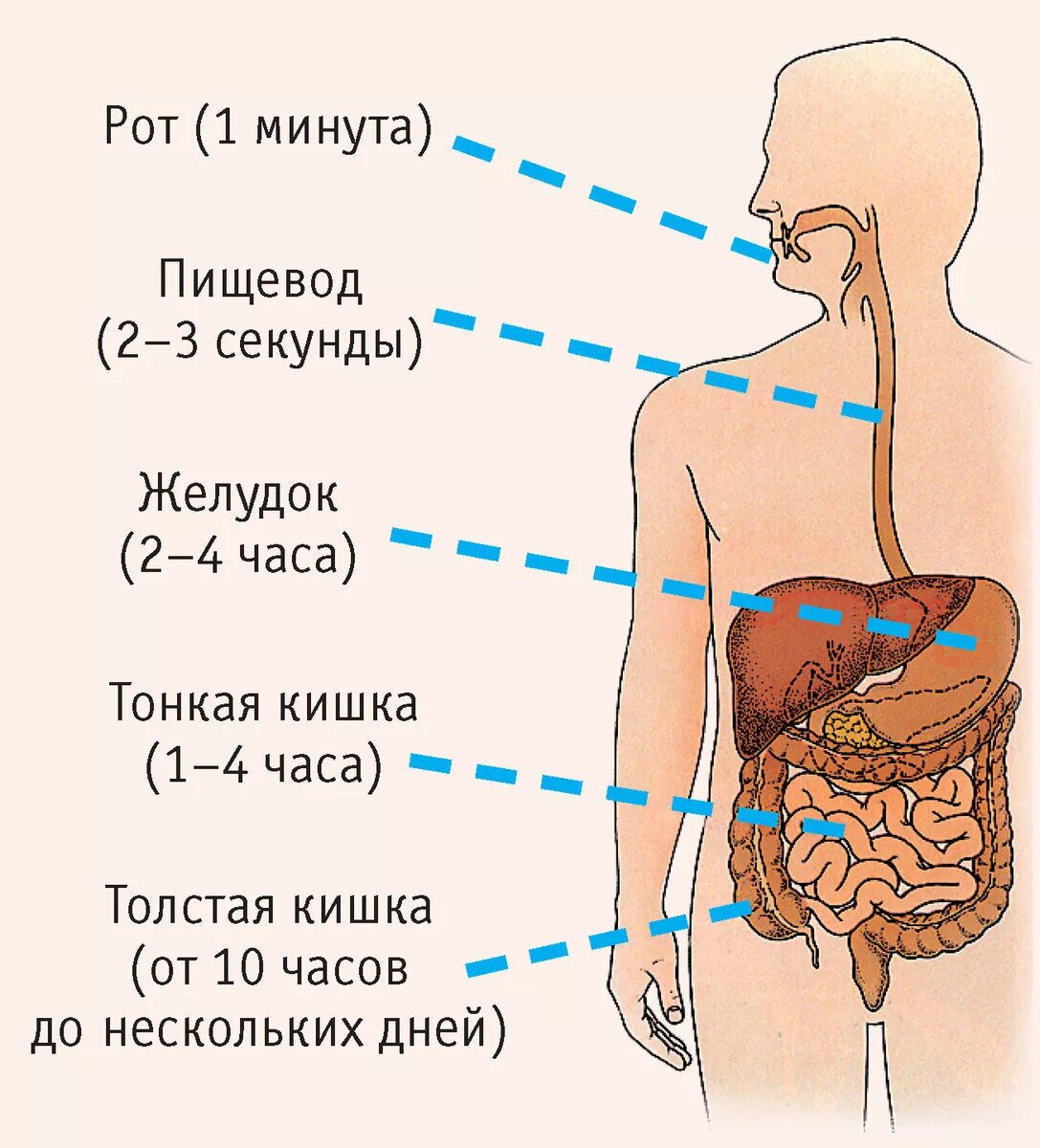 Пищеварительной системе происходит