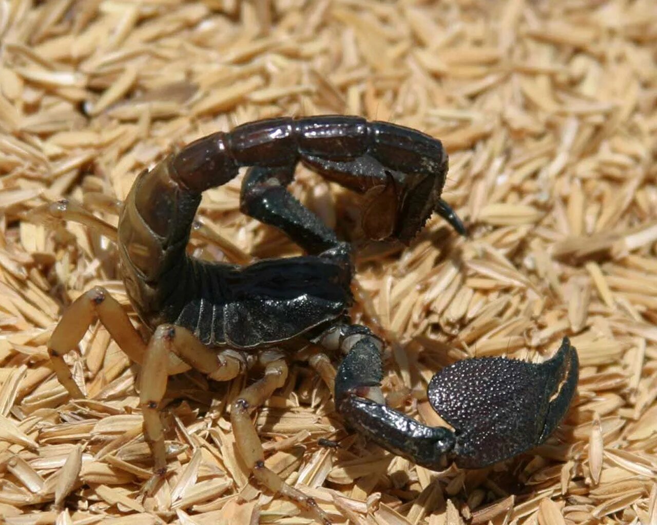 Alacran Скорпион. Pandinus Imperator. Androctonus bicolor. Карликовый древесный Скорпион.