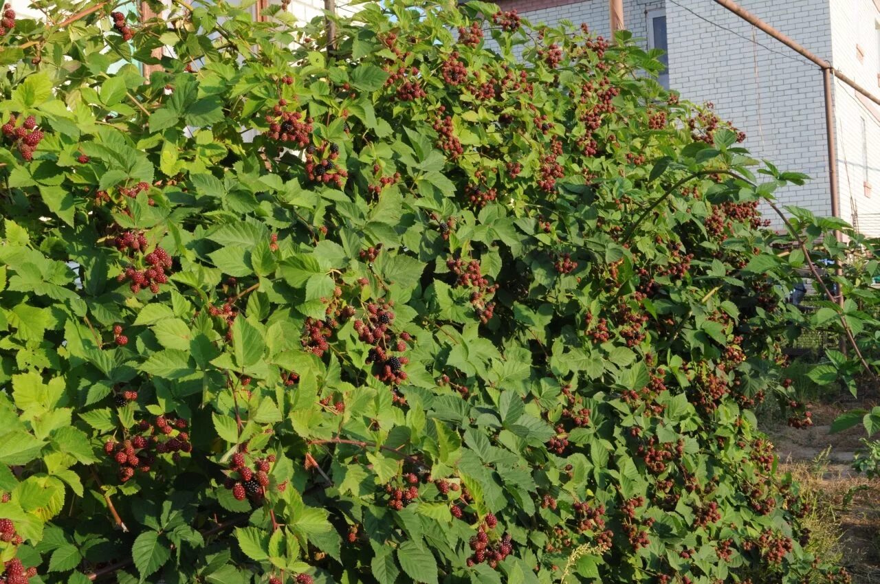 ежевика садовая. ежевика агавам с5. куст ежевики фото. куст ежевики фото. ежевика хелен.