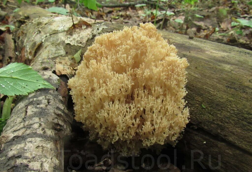 Странные грибы подмосковья. Клавикорона крыночковидная. Грифола зонтичная. Гриб рогатик рамария. Грибы кустовые.