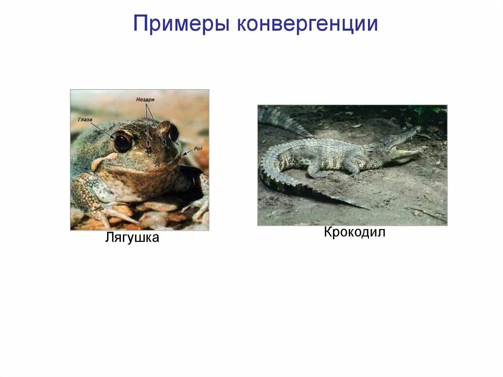 Конвергенция примеры. Примеры конвергенции в биологии. Конвергентное сходство крокодила лягушки и бегемота. Конвергенция это в биологии.