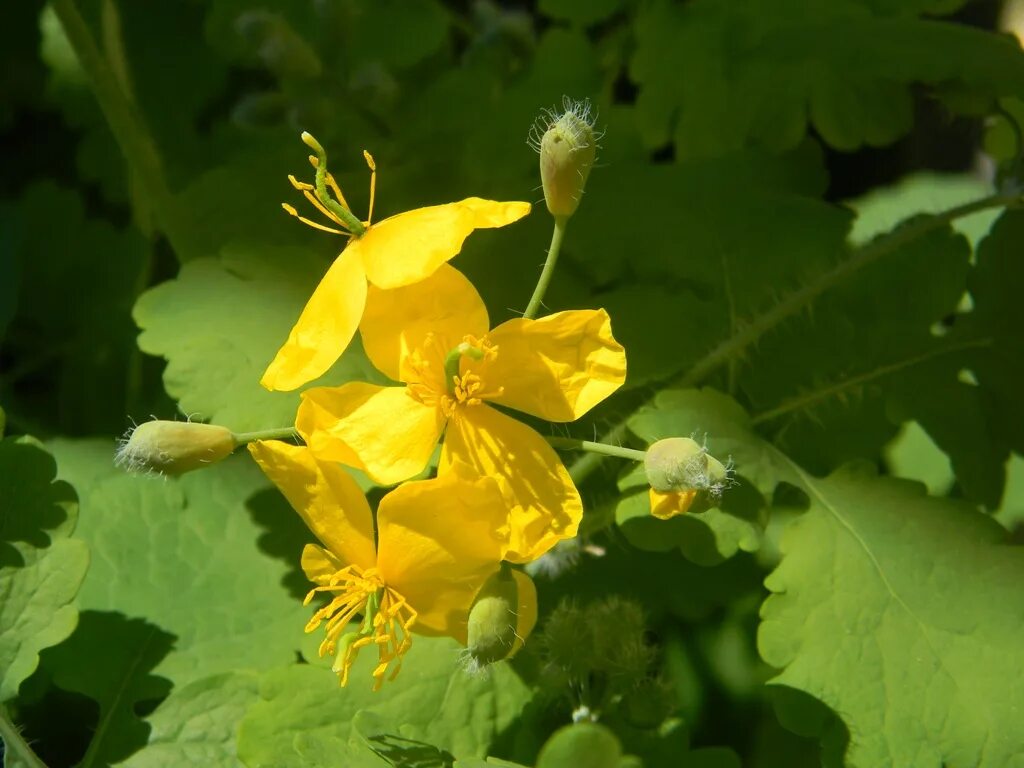 Семена чистотела. Чистотел большой Chelidonium majus. Chelidonium. Хелидониум (чистотел).. 43. Чистотел большой (Chelidonium majus. Чистотел соцветие.