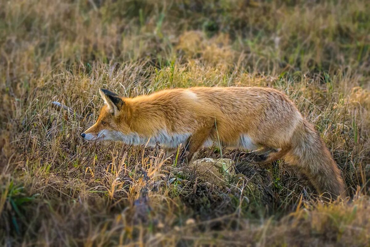 Охота лис на зайцев. Лисица обыкновенная (лат. Vulpes Vulpes). Лиса обыкновенная лисица. Обыкновенная лисица охота. Лиса на охоте.