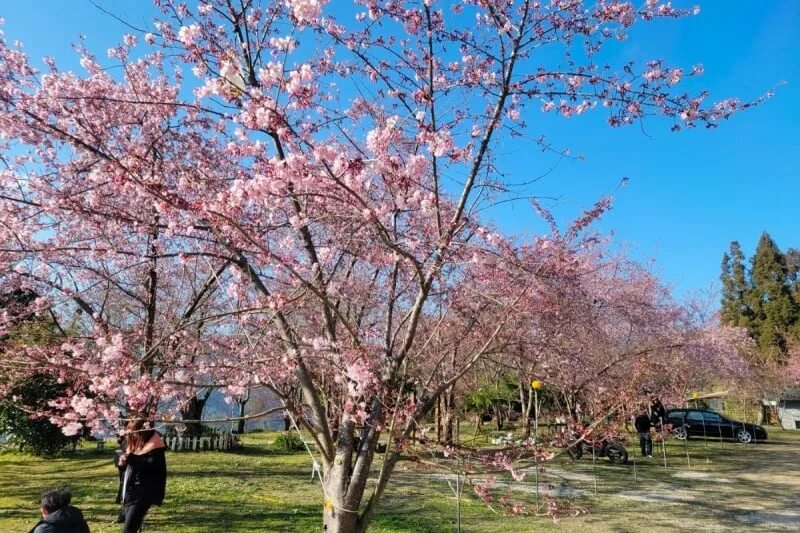 Blossom 2023. Тайвань Сакура. Сакура 2023. Аллея МГУ Сакура 2023. Сакура Воробьевы горы 2023.