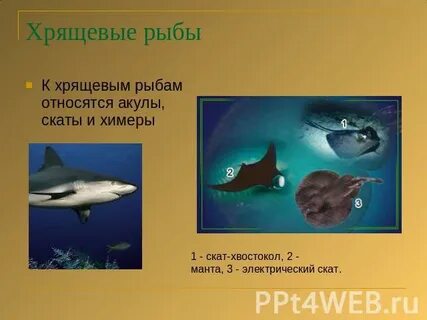 К ним относятся акулы химеры и