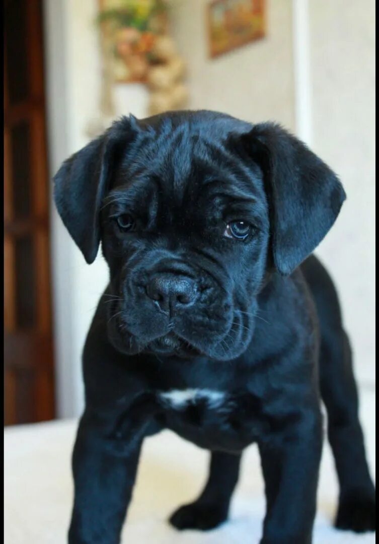 cane corso puppies Cane corso, Cane corso puppies, Large dog breeds