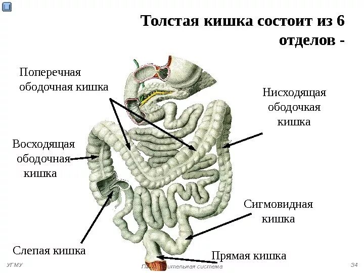 Значение толстой кишки