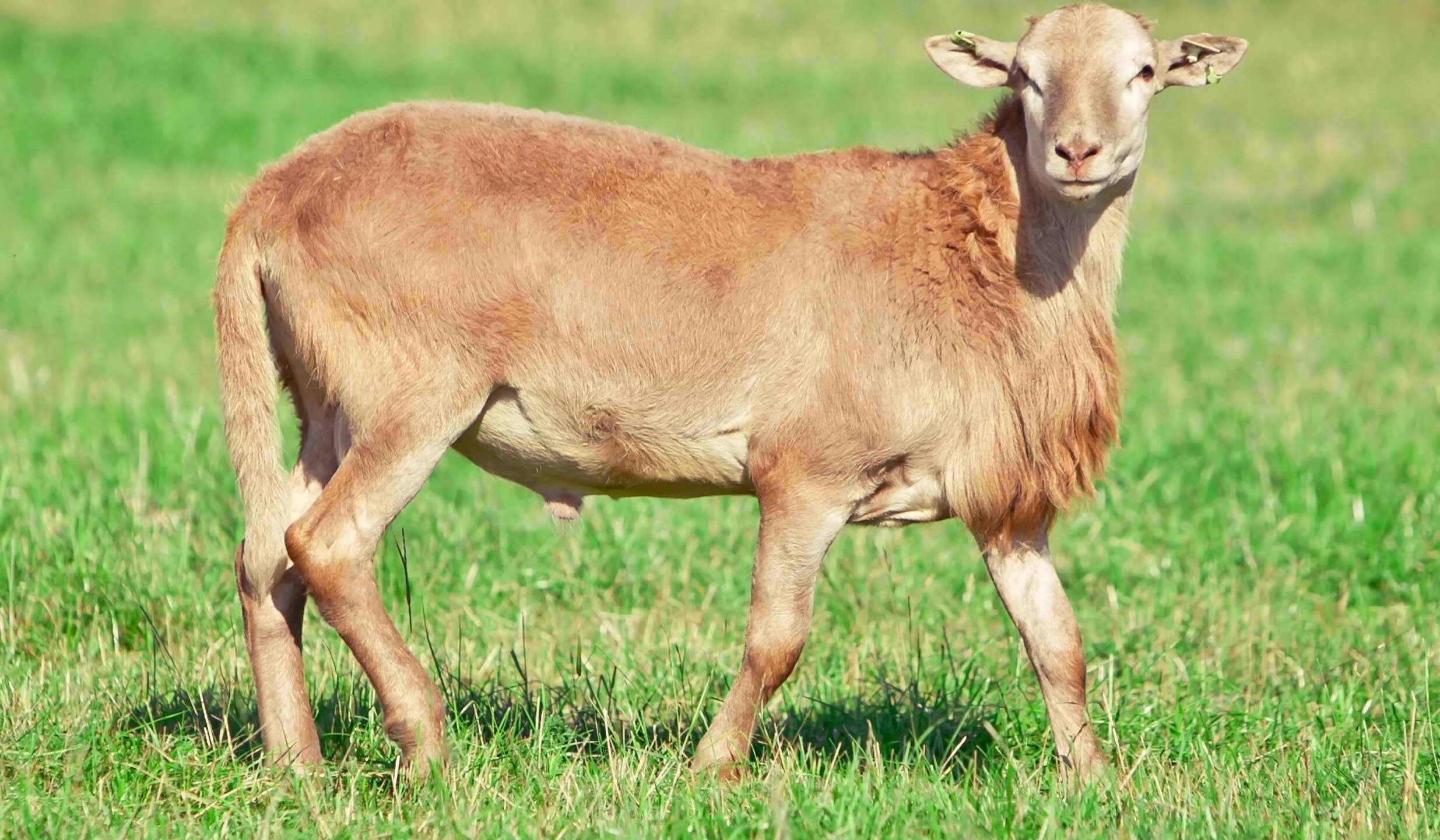Катумские овцы породы овец. Катумские овцы породы овец. Бараны катумские породы. Порода овец катумские. Схп катумы.