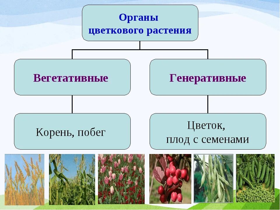 Генеративные органы примеры. Вегетативные органы цветковых растений 6 класс. Органы покрытосеменных растений 6 класс. Вегетативные и генеративные органы покрытосеменных растений 6 класс. Генеративные репродуктивные органы растения.