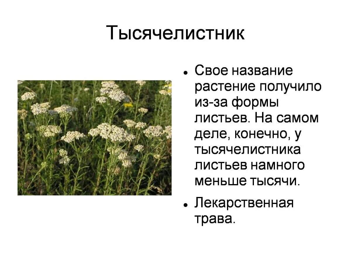 Почему у растения такое название. Почему растение назвали тысячелистник. почему растение тысячелистник так назвали. тысячелистник почему так называется. тысячелистник название.