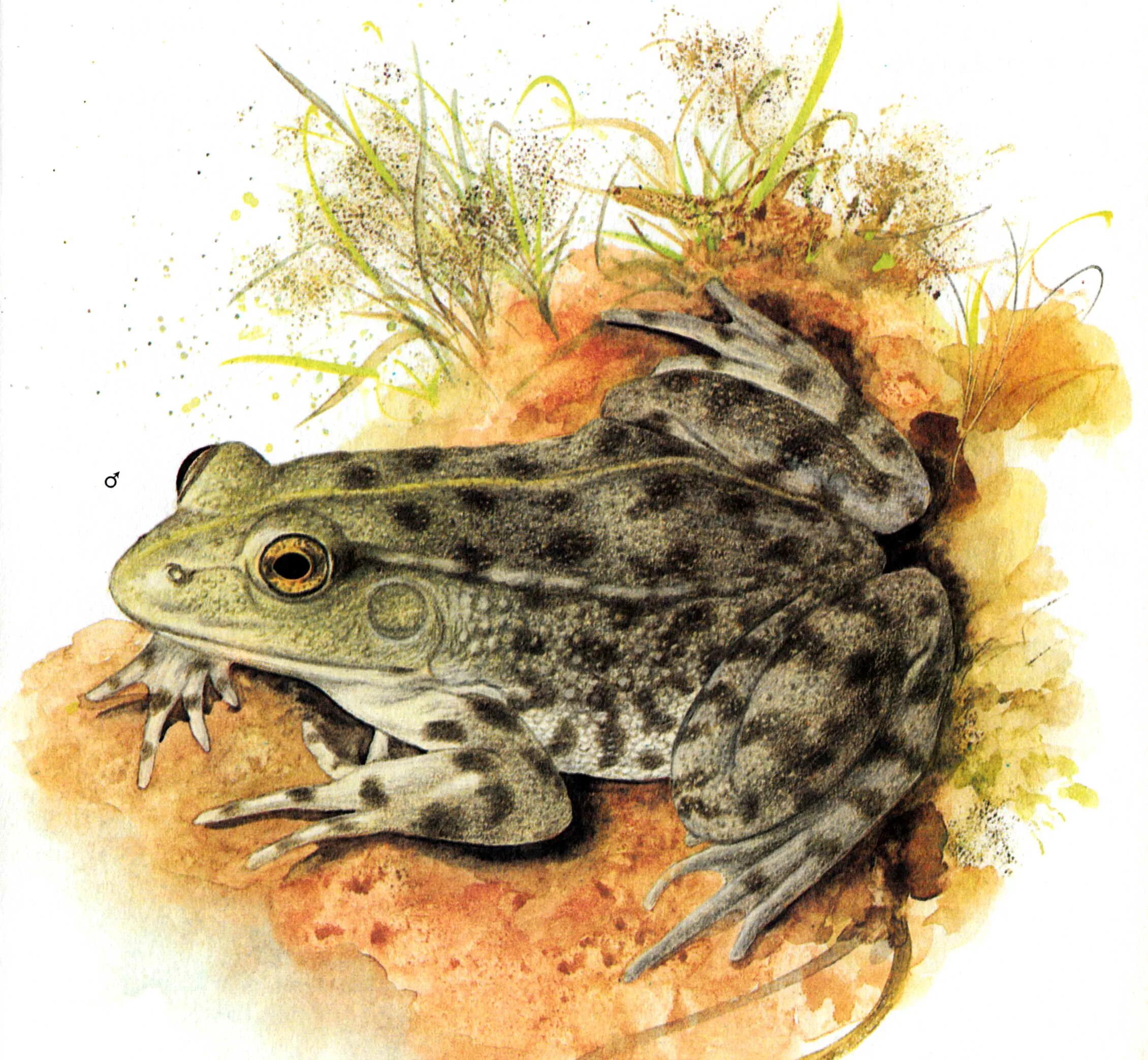 озерная лягушка. прудовая лягушка. земноводные для дошкольников. дети амфибии. головастик лягушки земноводные.