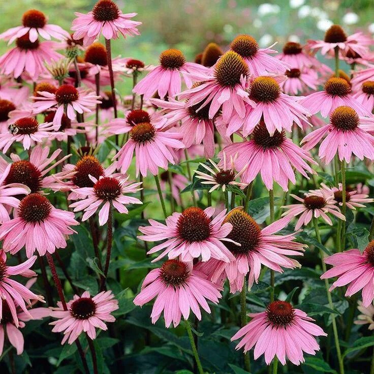 Эхинация пурпурная "магнус". Эхинацея пурпурная echinacea purpurea. Рудбекия пурпурная. Эхинацея пурпурная (echinacea purpurea) 'magnus'. Эхинацея дип роуз.