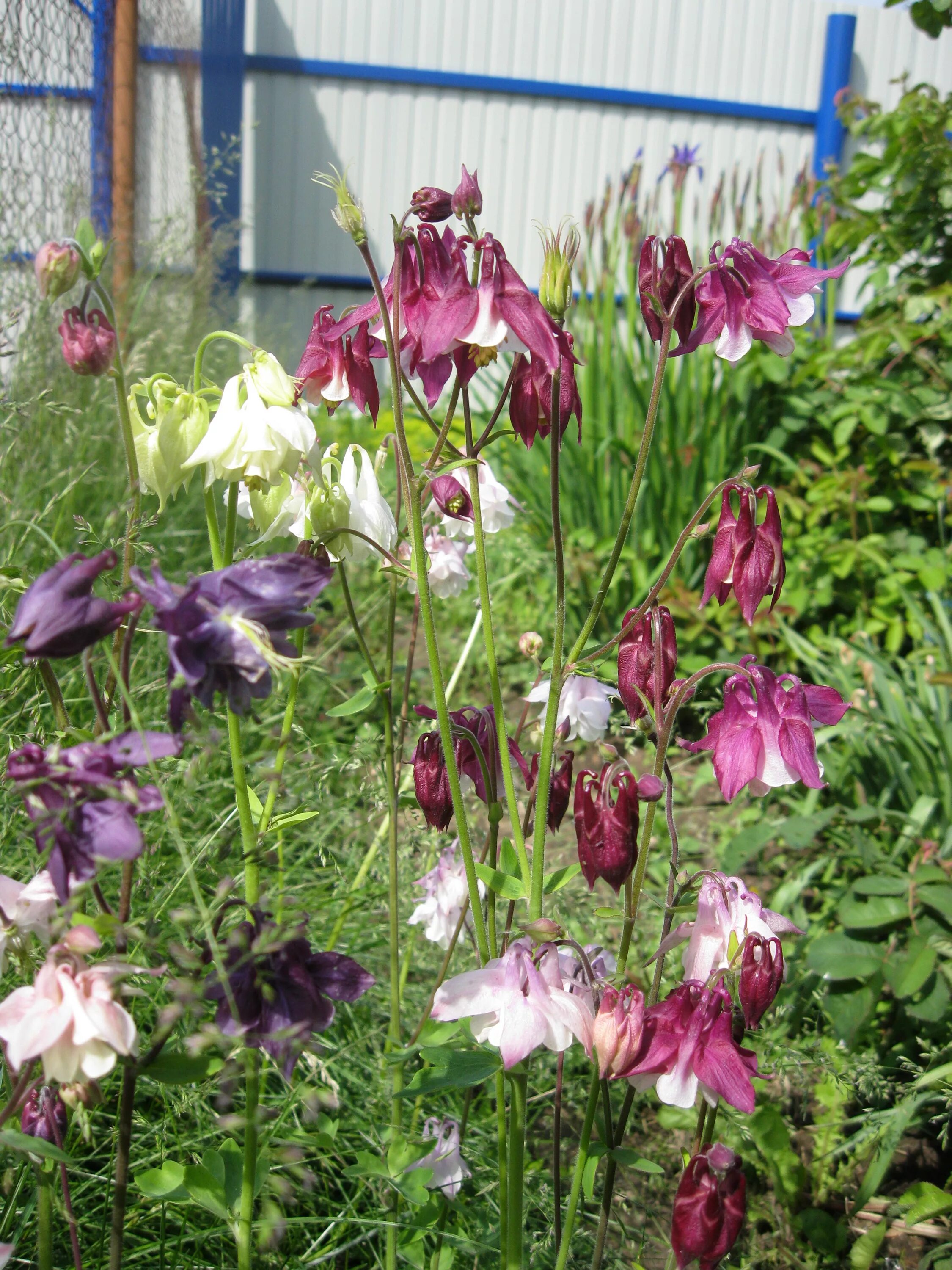 Аквилегия #1 "Блю" (Aquilegia Blue) купить с доставкой по Беларуси "BuonRoza