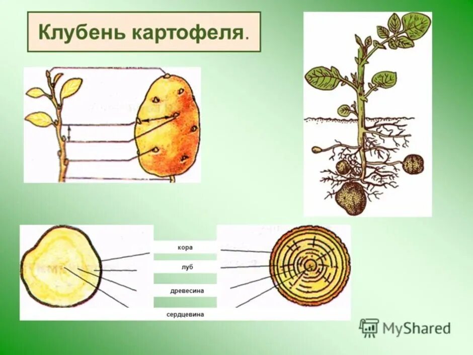 Клубень картошки видоизмененный побег. Клубень картофеля биология. Клубень картофеля биология 6. Клубень картофеля это видоизмененный побег. Побеговую природу клубня картофеля доказывает осевое строение