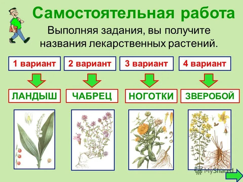 Задачи растения. Лекарственные растения задания. Лекарственные растения задания для дошкольников. Задание на тему лекарственные растения. Задания для дошкольников на тему лекарственные растения.