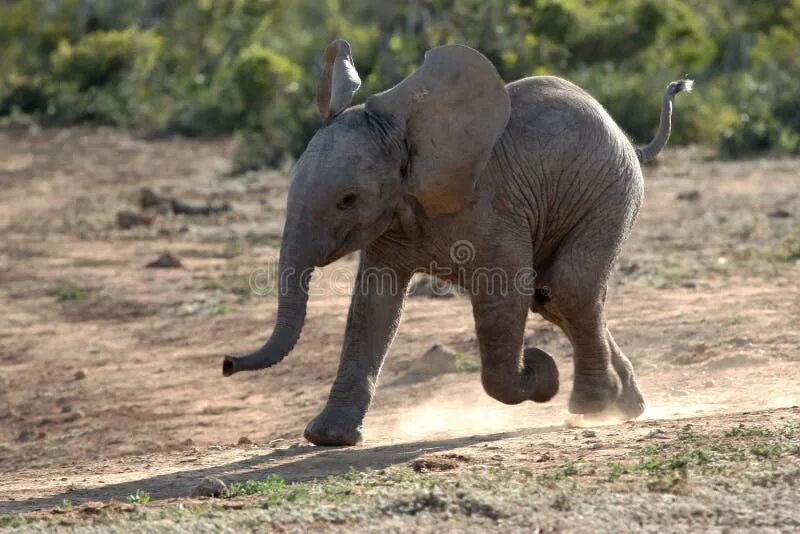 Слон бежит. Слоны бегут. Слоны бегают. Слон убегает. An elephant can run