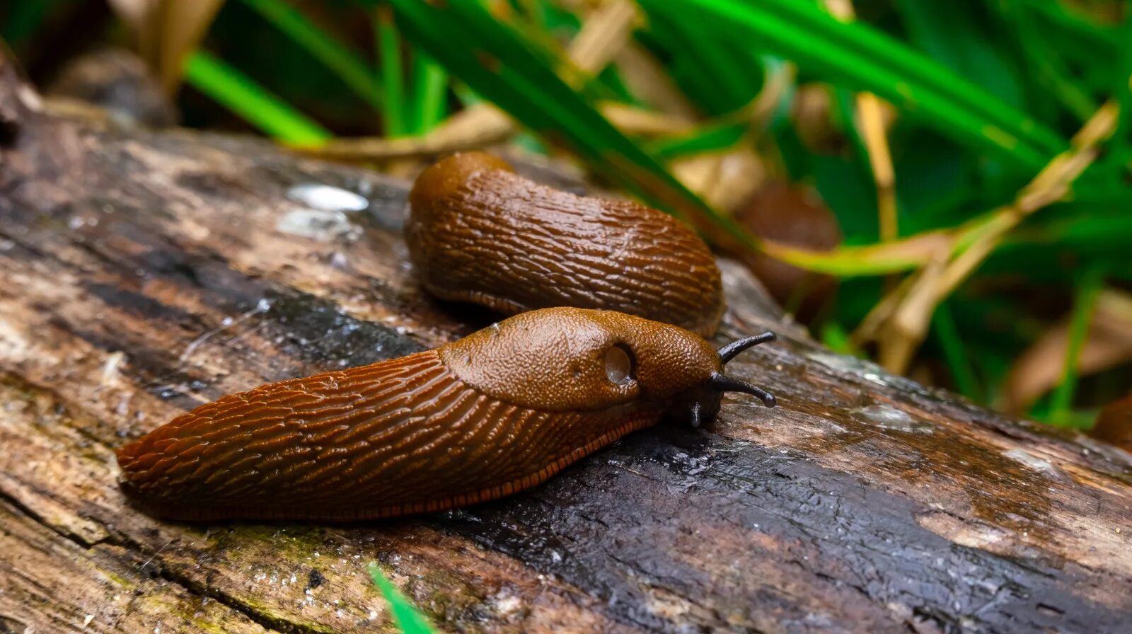 Коричневые улитки. СЛИЗЕНЬ Arion lusitanicus. Коричневый СЛИЗЕНЬ. СЛИЗНЯК коричневый. Улитка без раковины.