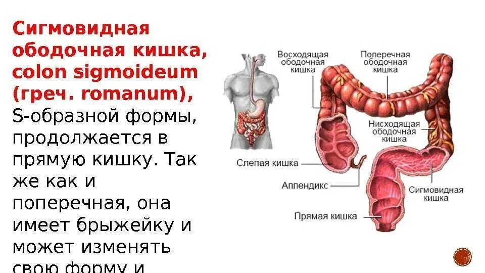 Сегмент кишка. Оболочки сигмовидной кишки. Сигмовидный отдел ободочной кишки. Сигмовидная кишка анатомия человека. Сигмовидная и прямая кишка анатомия.