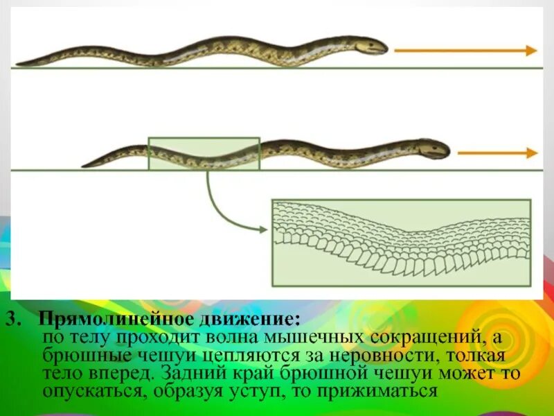 Способы передвижения змеи. Способ передвижения пресмыкающихся. Органы движения змей. Змея способ передвижения. Змеи биология 7 класс